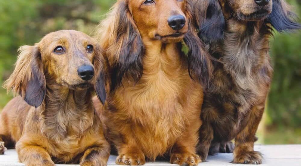 Long Haired Dachshund