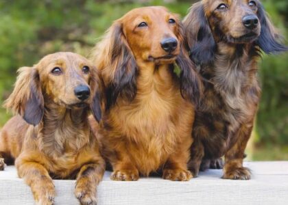 Long Haired Dachshund