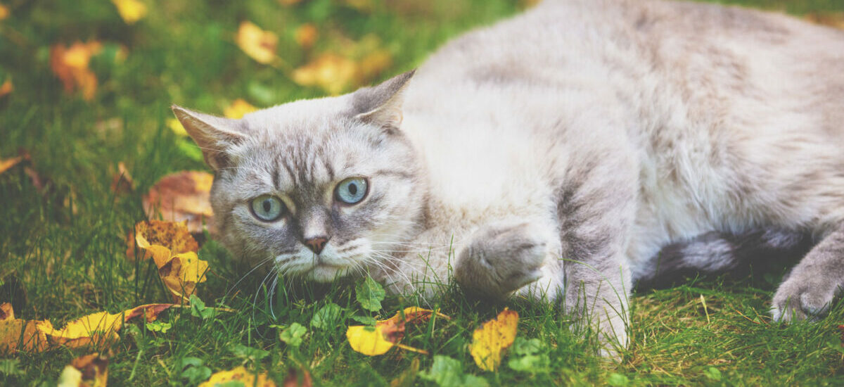 Unraveling the Enigmatic Beauty of Lynx Point Siamese Cats