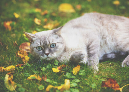 Unraveling the Enigmatic Beauty of Lynx Point Siamese Cats